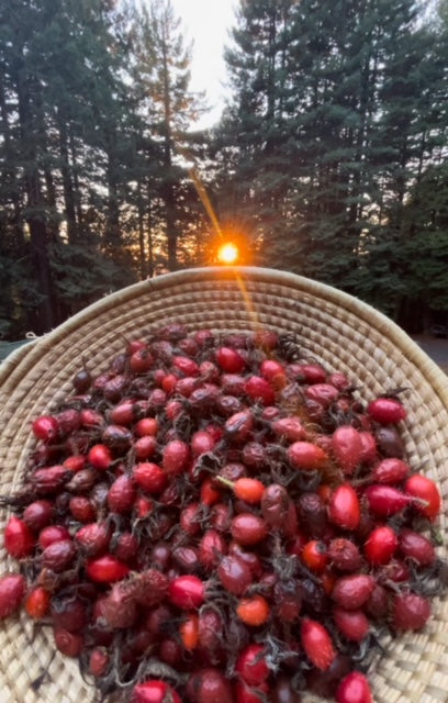 Wild Rosehips + Recipes: A Witches Guide
